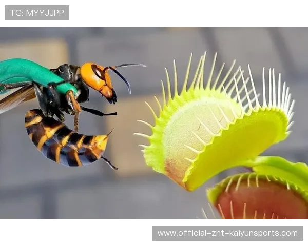 大黄蜂想趁火打劫，尤文如何应对？，大黄蜂对手